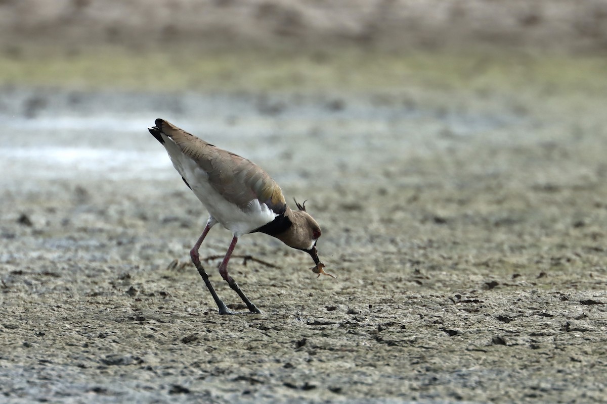 Southern Lapwing - ML612827841