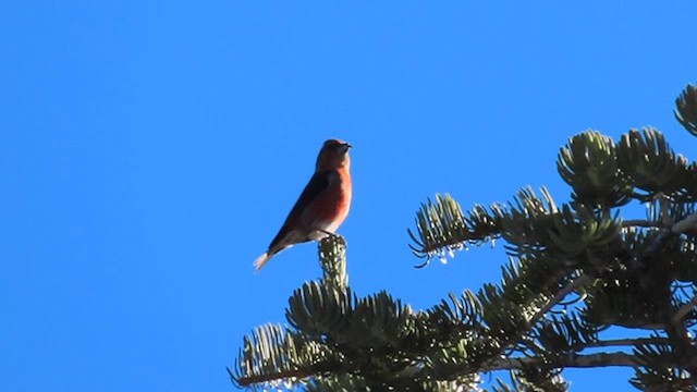 Red Crossbill - ML612827851