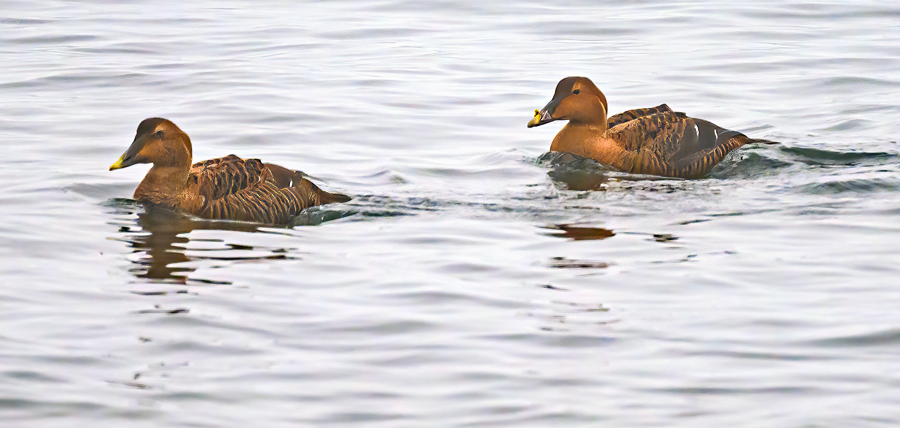 Common Eider - ML612827907