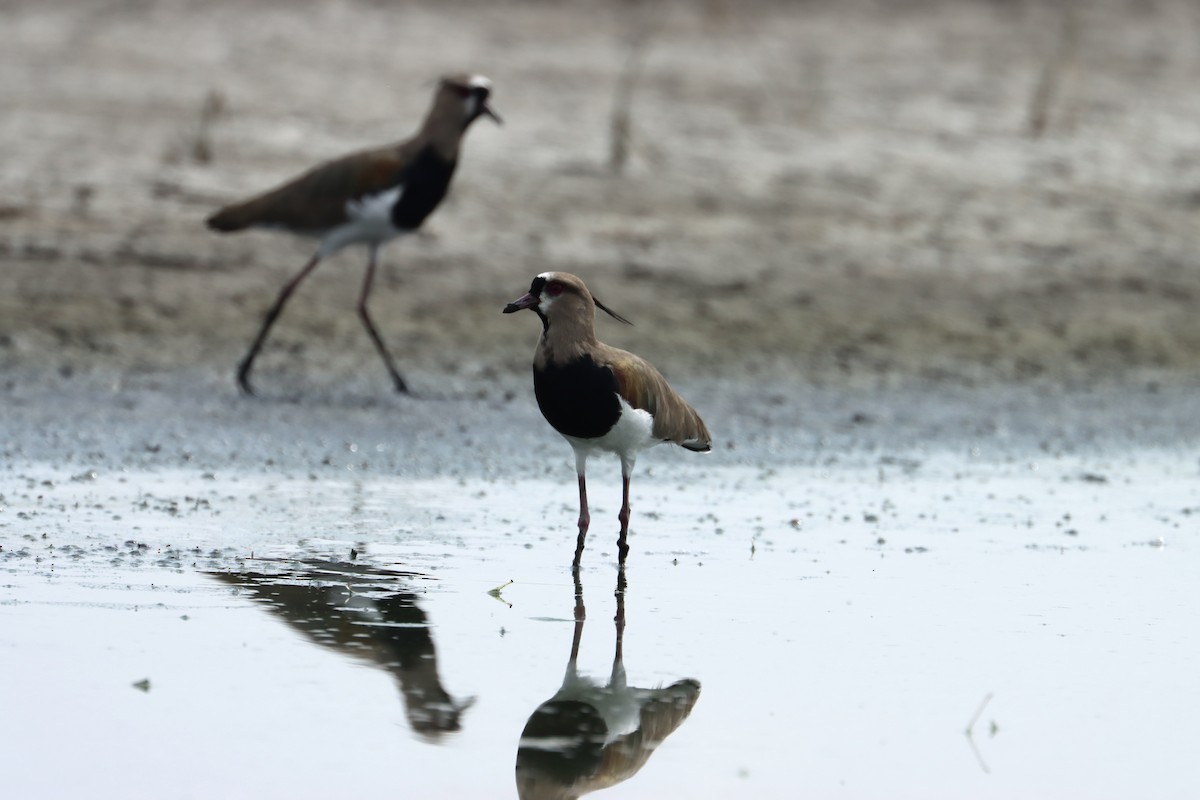 Southern Lapwing - ML612827917