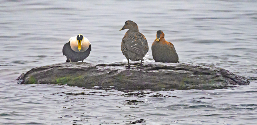 Common Eider - ML612827922