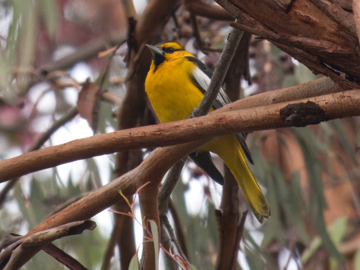 Bullock's Oriole - ML612827951