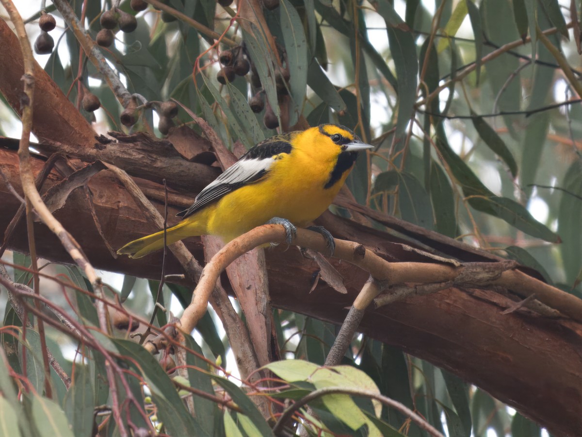 Bullock's Oriole - ML612827952