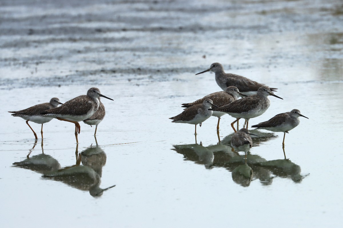 Greater Yellowlegs - ML612827963