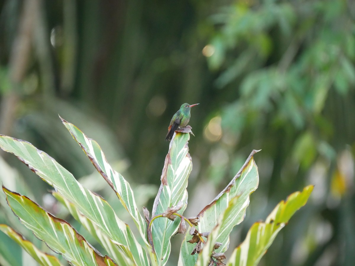 Rufous-tailed Hummingbird - ML612828064
