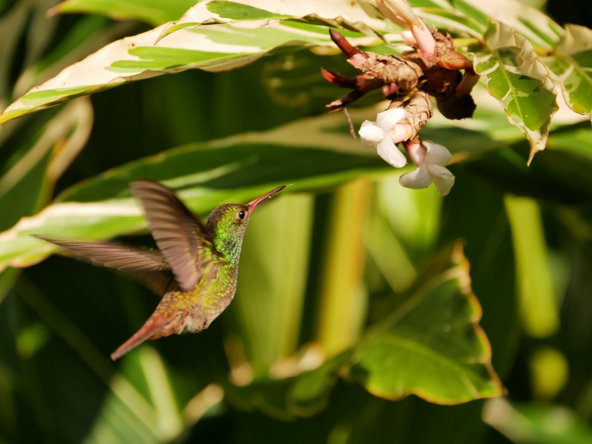 Rufous-tailed Hummingbird - ML612828065