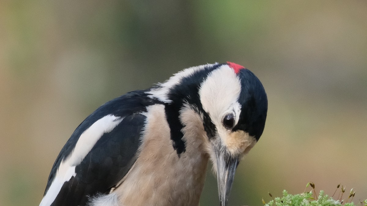 Great Spotted Woodpecker - ML612828115