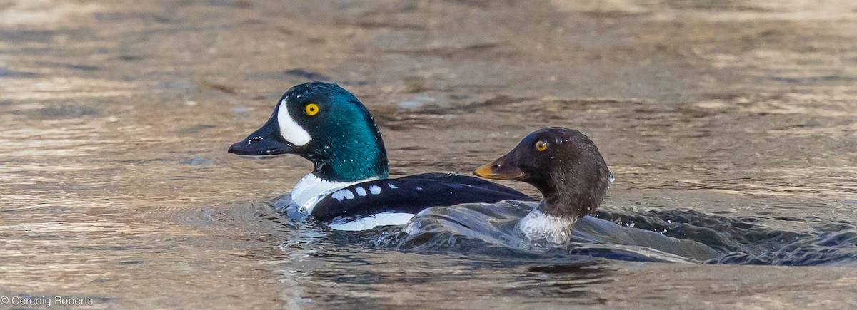 Barrow's Goldeneye - ML612828195