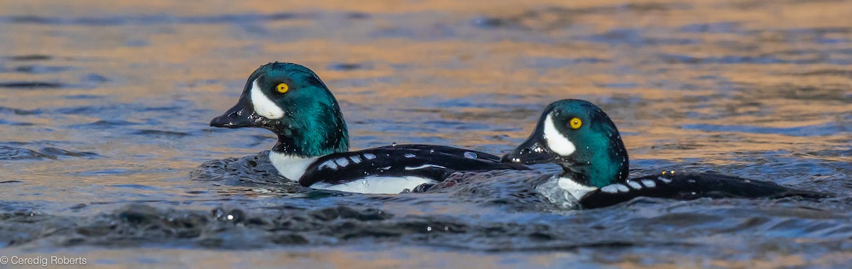 Barrow's Goldeneye - ML612828197