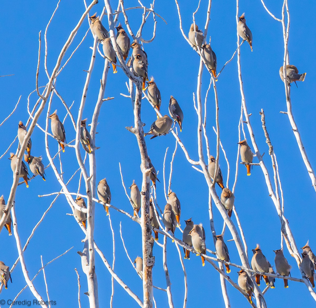 Bohemian Waxwing - Ceredig  Roberts