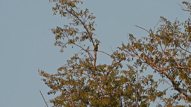 Coppersmith Barbet - ML612828216