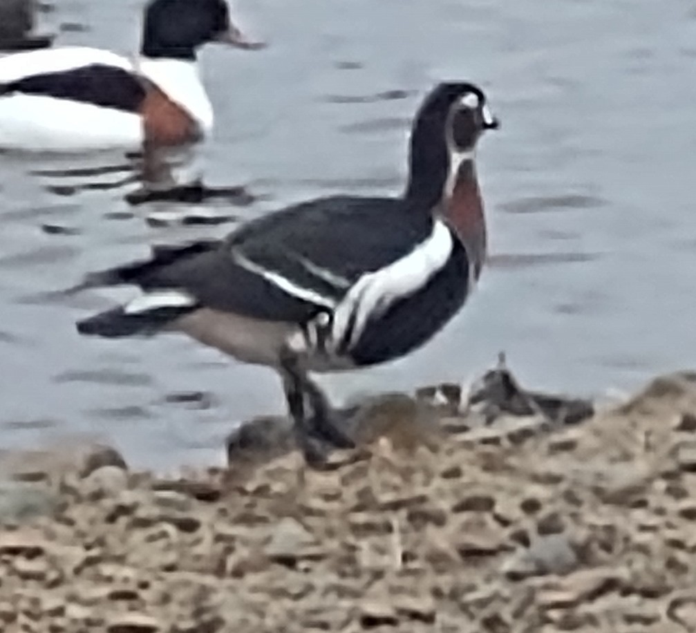 Red-breasted Goose - ML612828243