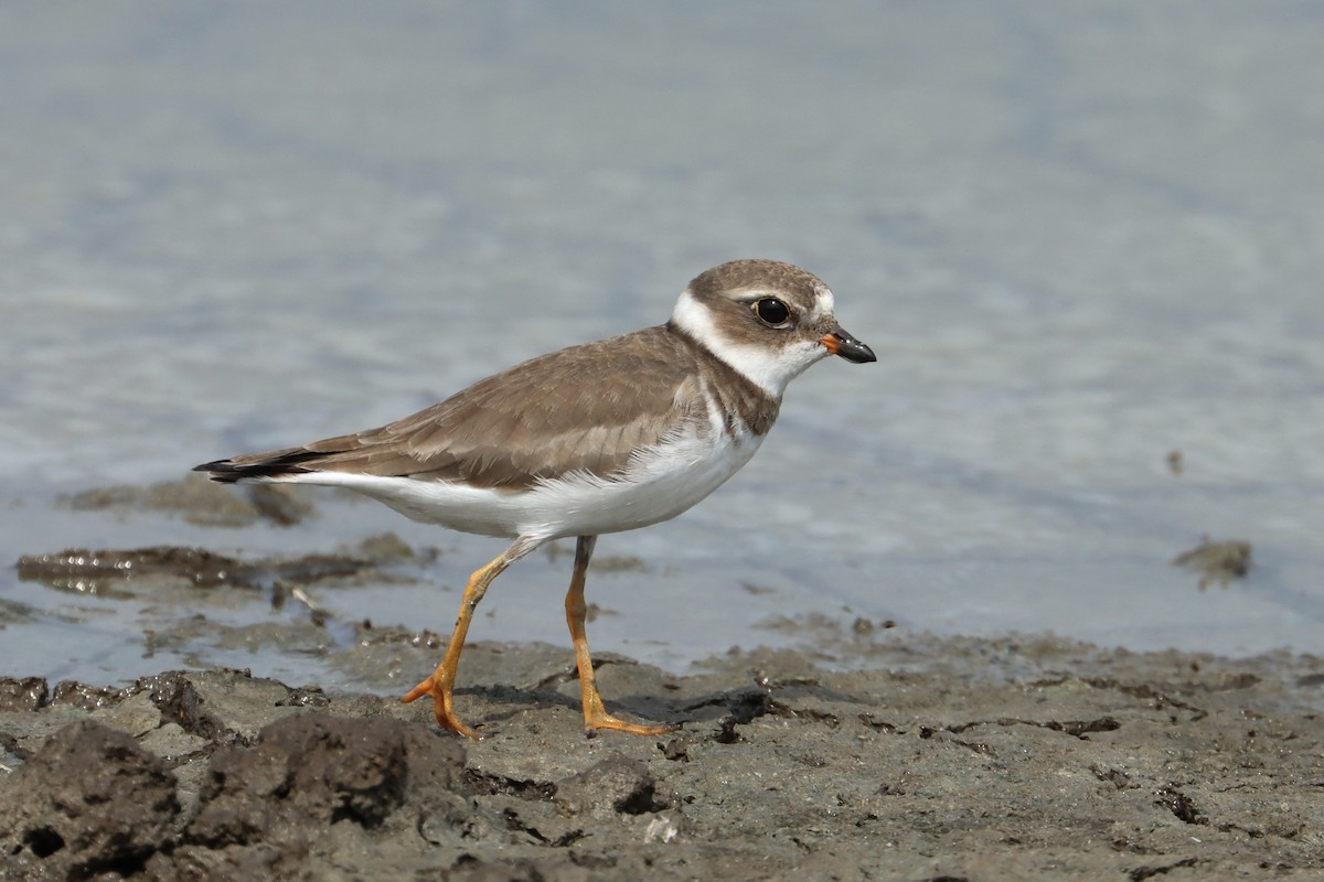 Semipalmated Plover - ML612828251