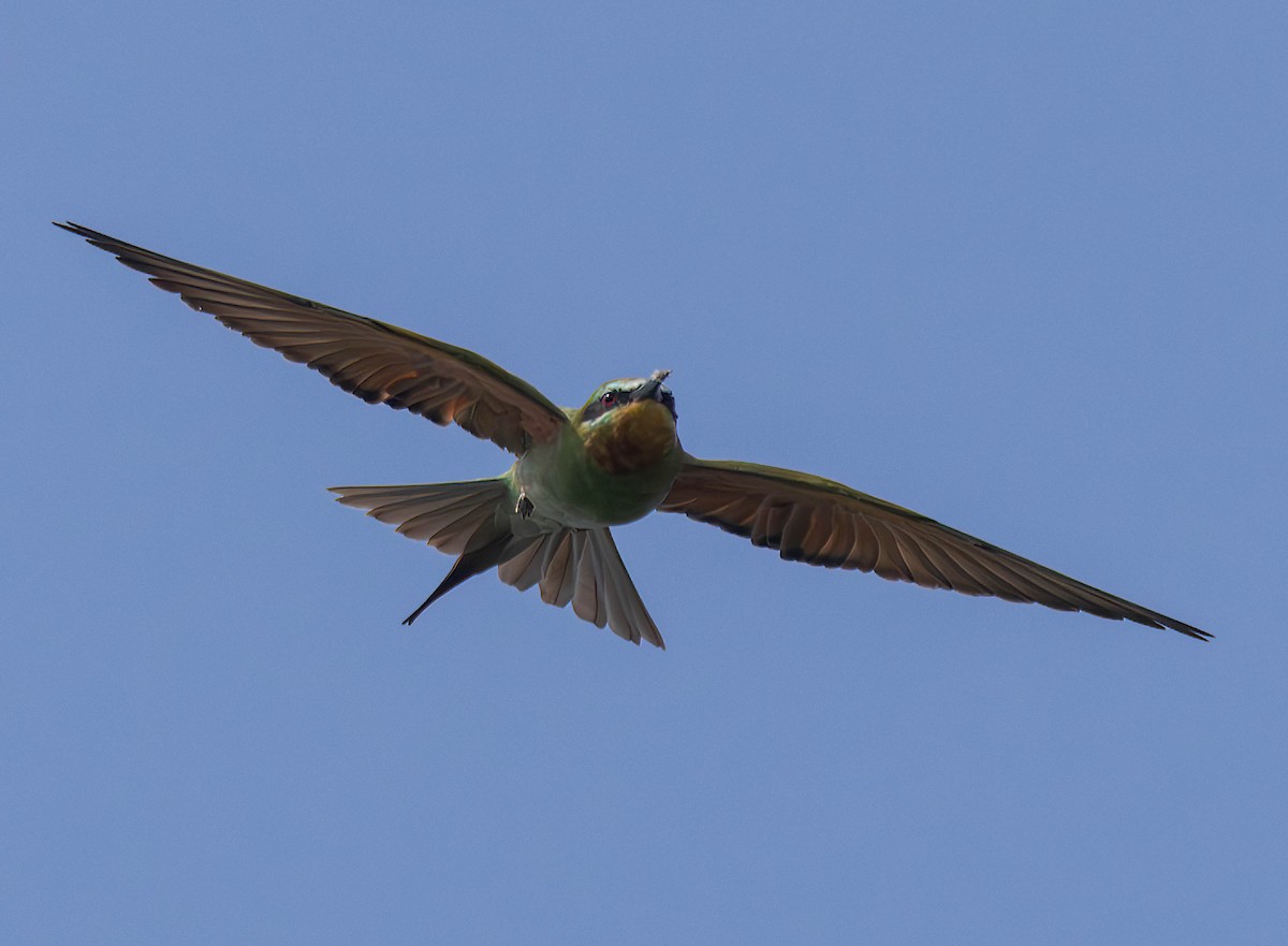 Blue-cheeked Bee-eater - ML612828263