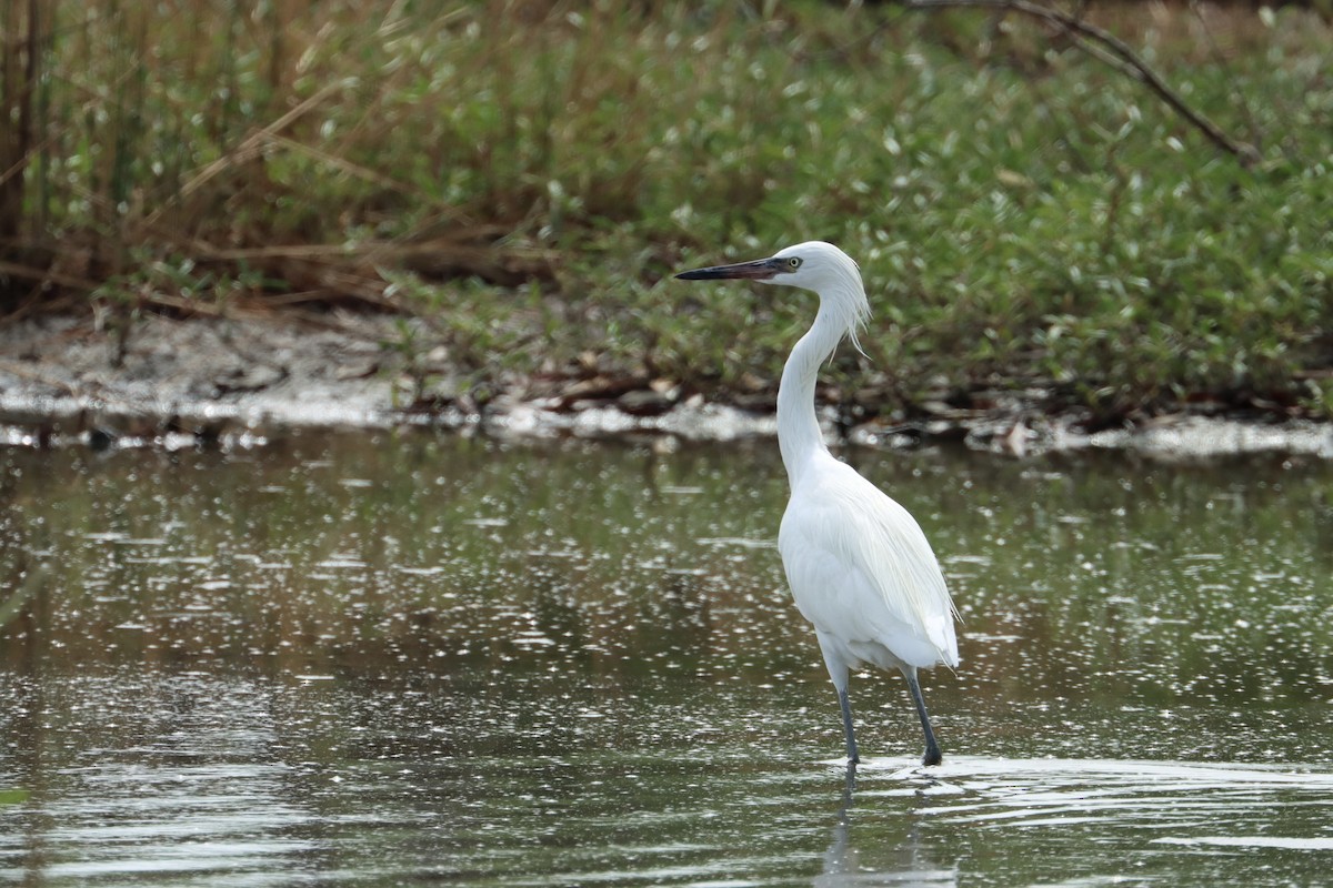 Aigrette roussâtre - ML612828327