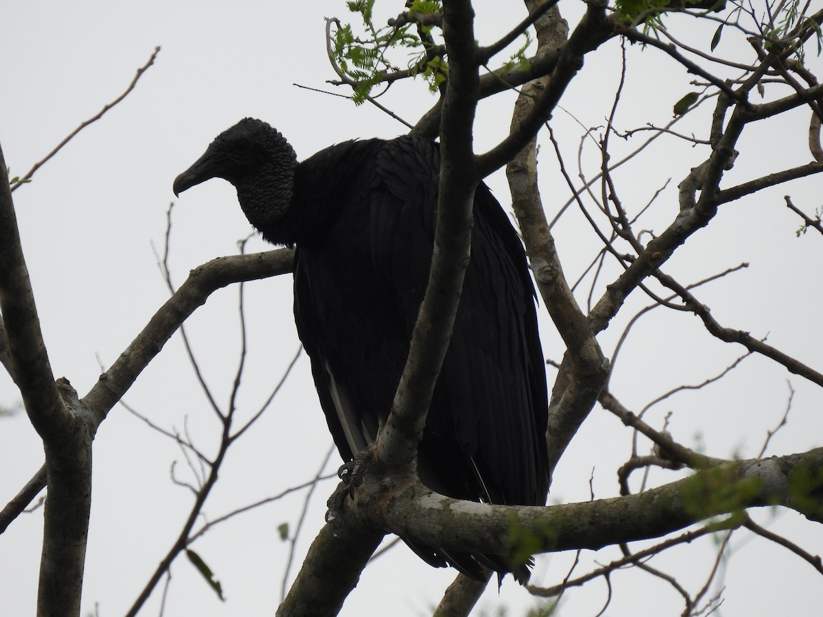Black Vulture - ML612828339