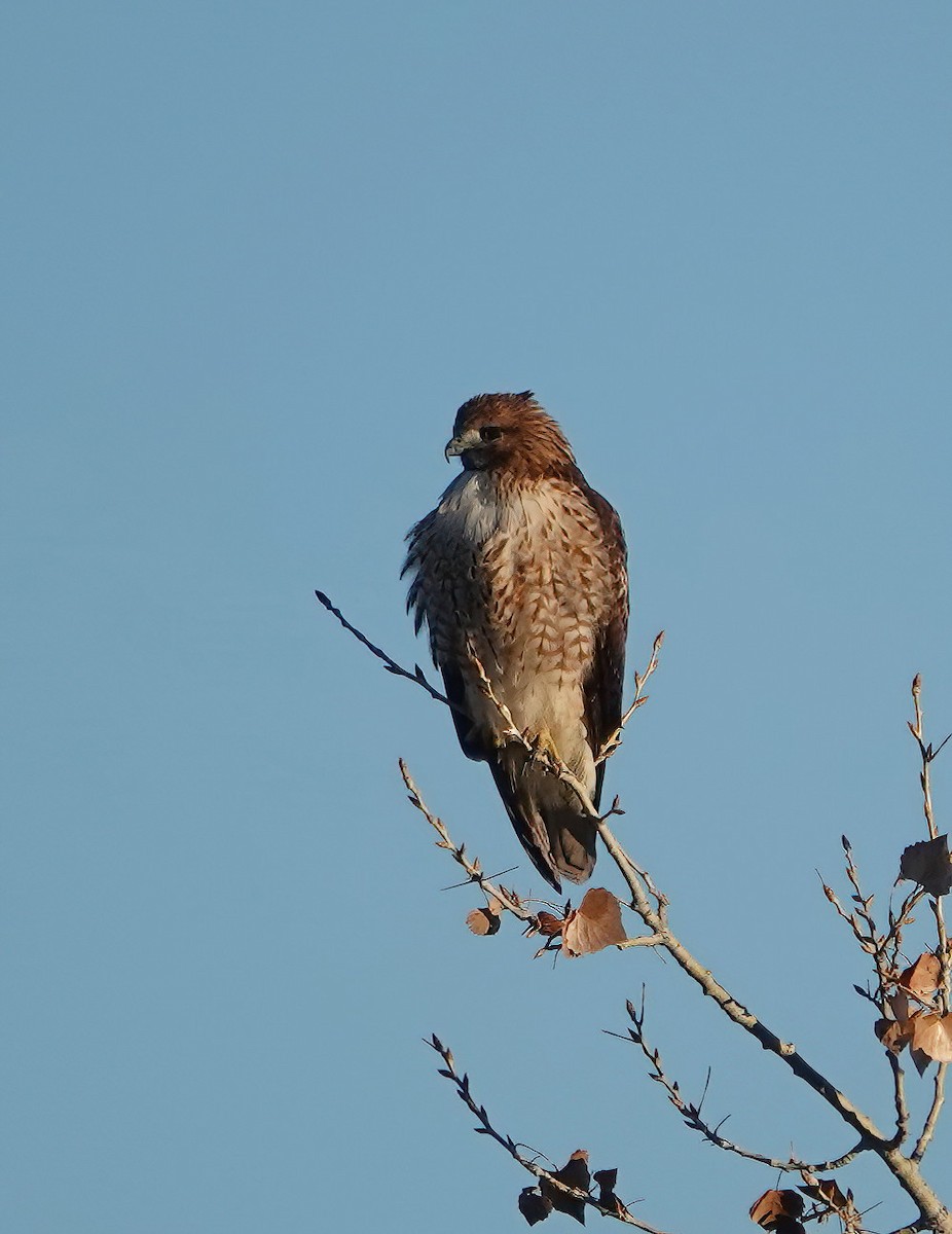 Red-tailed Hawk - ML612828349