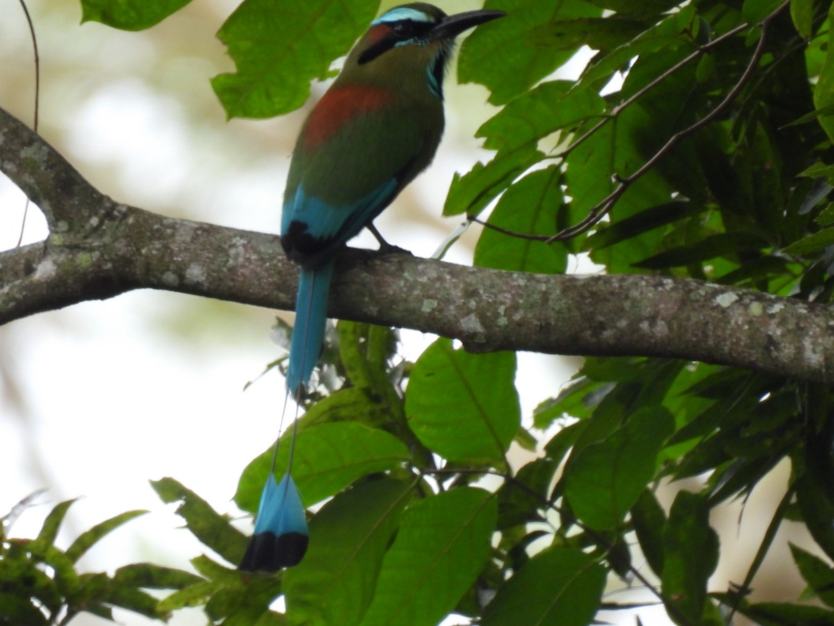 Turquoise-browed Motmot - ML612828374