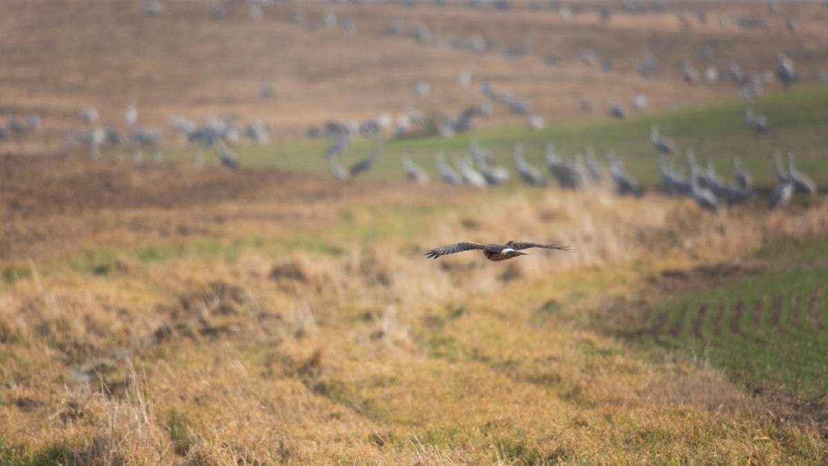 Northern Harrier - ML612828398