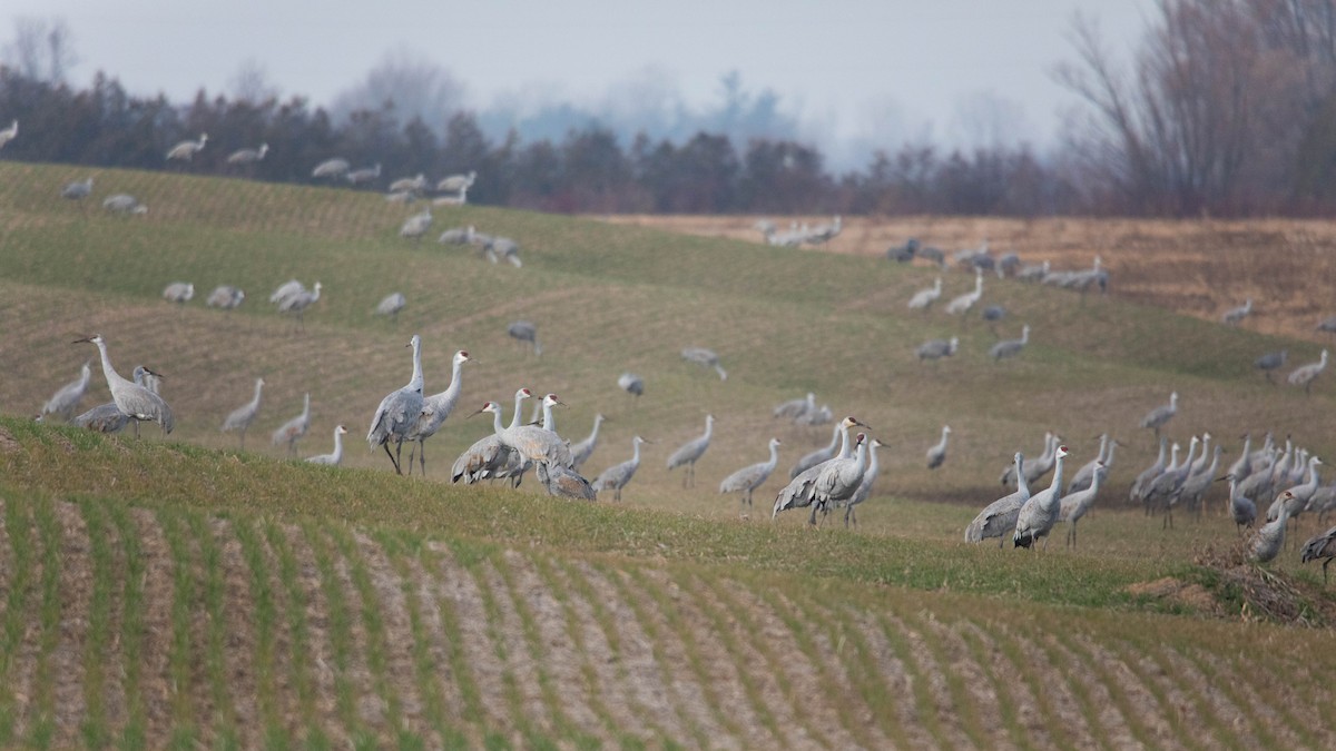 Sandhill Crane (tabida/rowani) - ML612828402