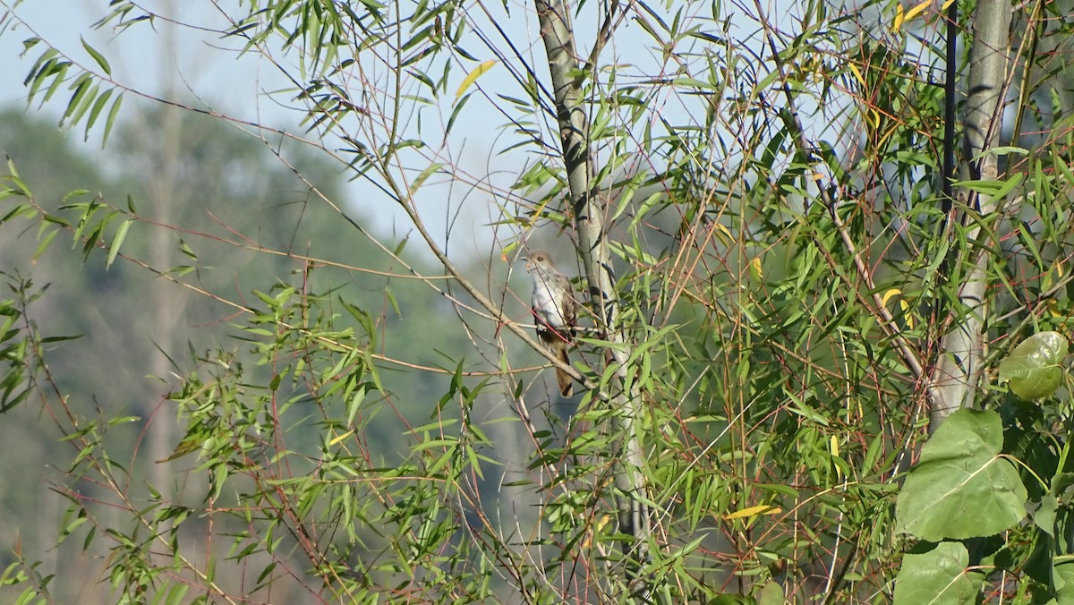 Ash-colored Cuckoo - Javier Ubiría