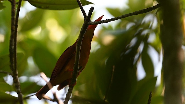 Ruddy Kingfisher - ML612828439