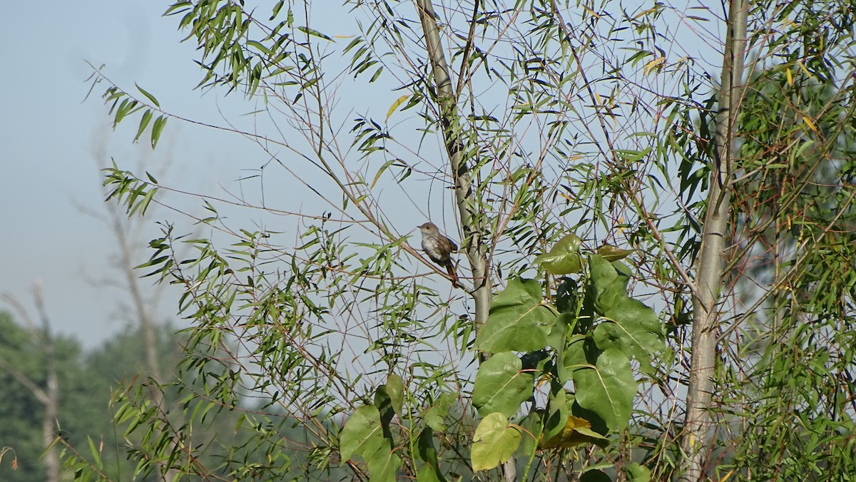 Ash-colored Cuckoo - Javier Ubiría