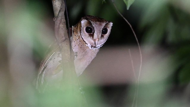 Phodile calong - ML612828465