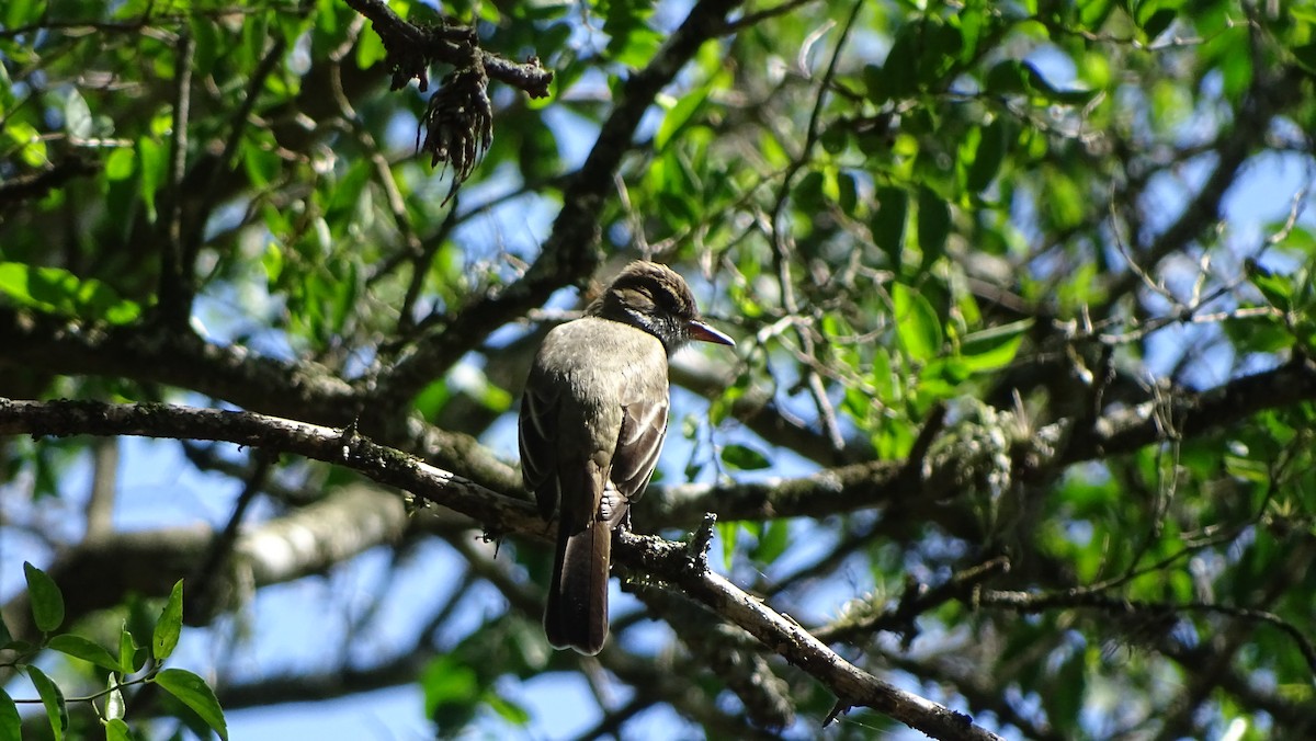 Swainson's Flycatcher - Javier Ubiría