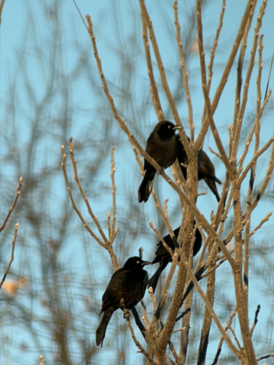 Common Grackle - ML612828483