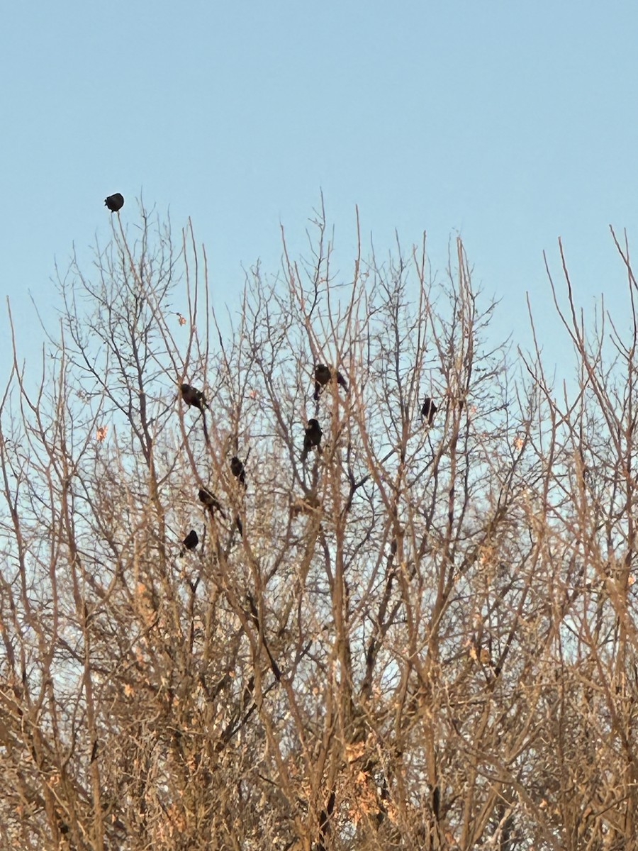 Common Grackle - Robert Mead