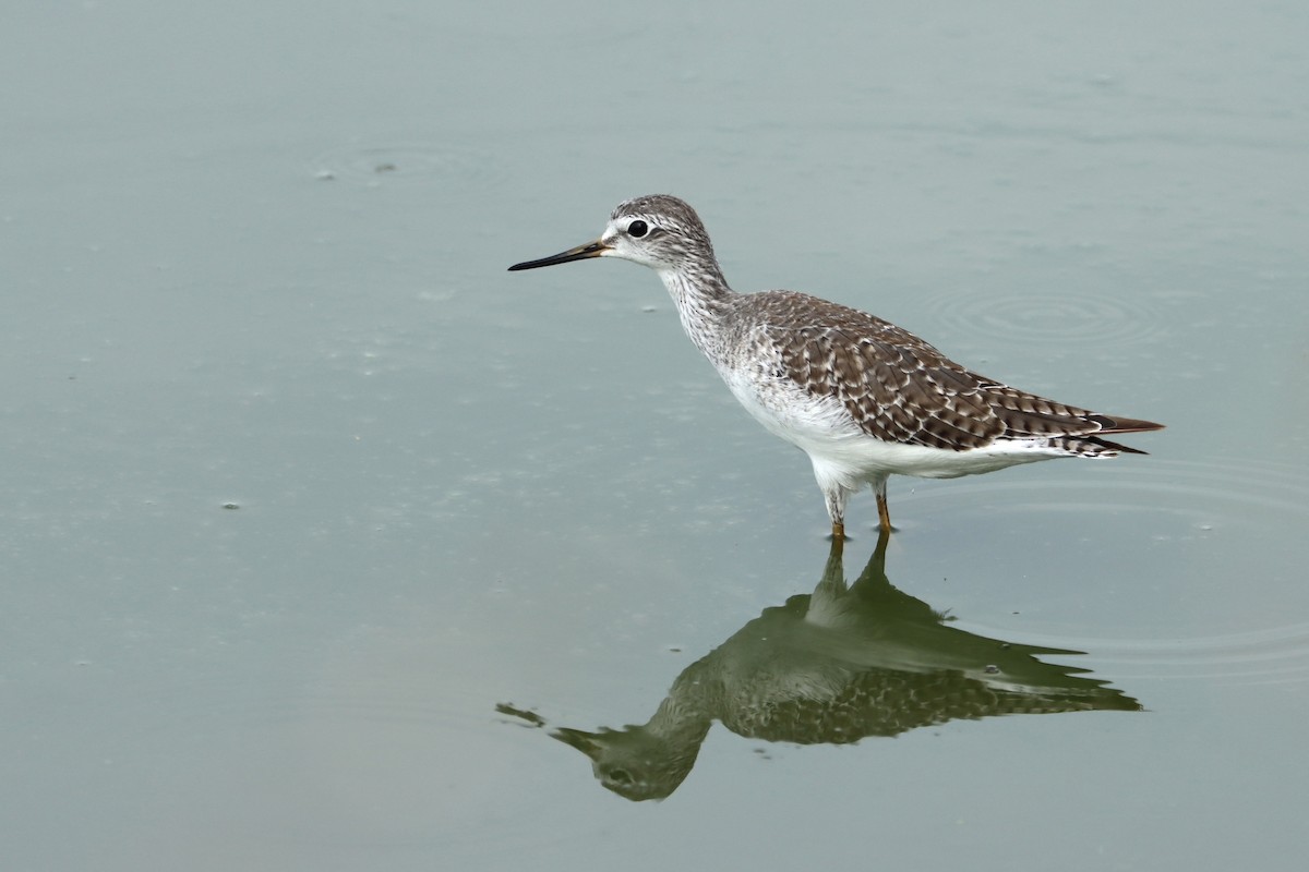 Lesser Yellowlegs - ML612828509