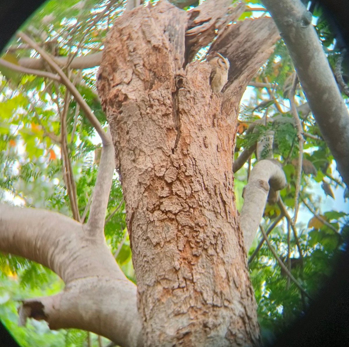 Indian Scops-Owl - ML612828512