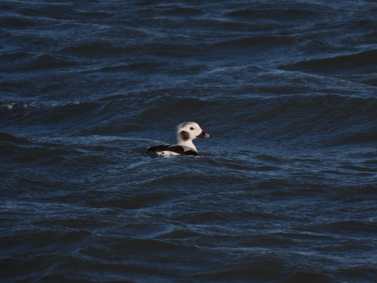 Long-tailed Duck - Carter L