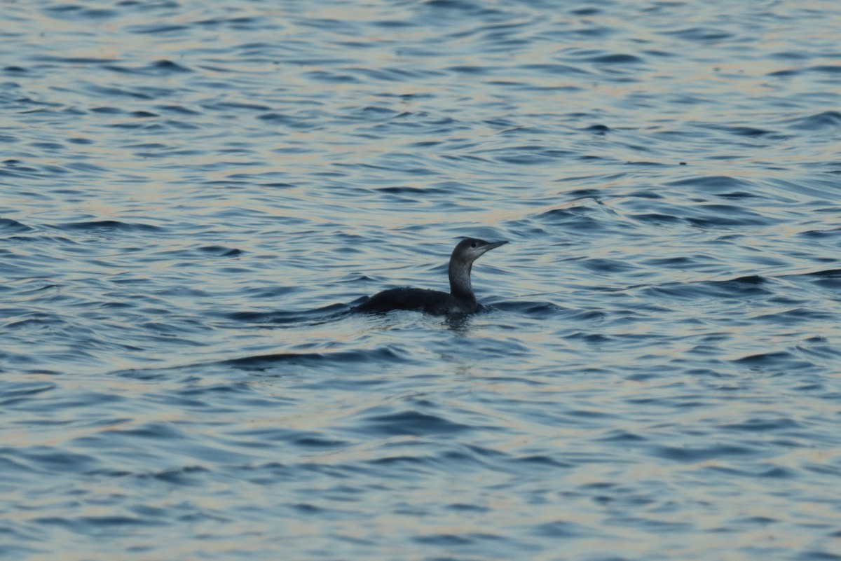 Red-throated Loon - Jeff Corcoran