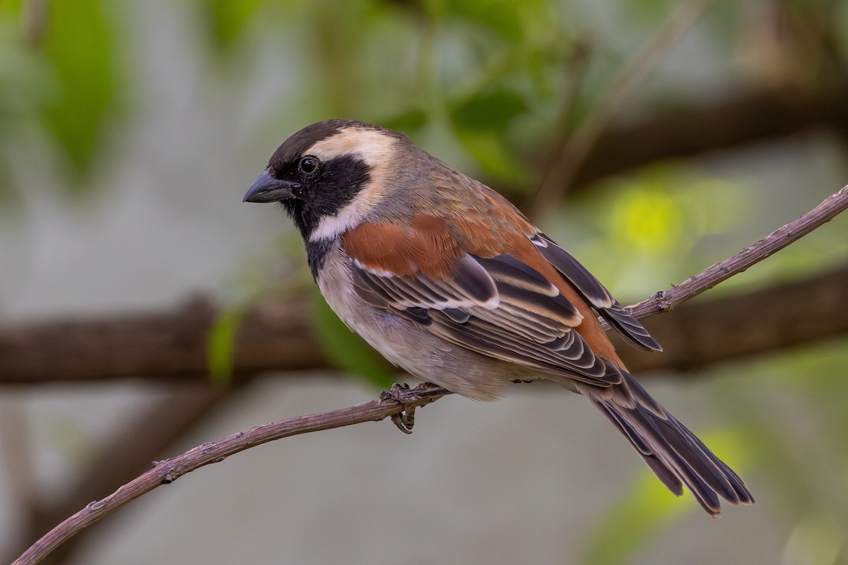 Cape Sparrow - ML612828604