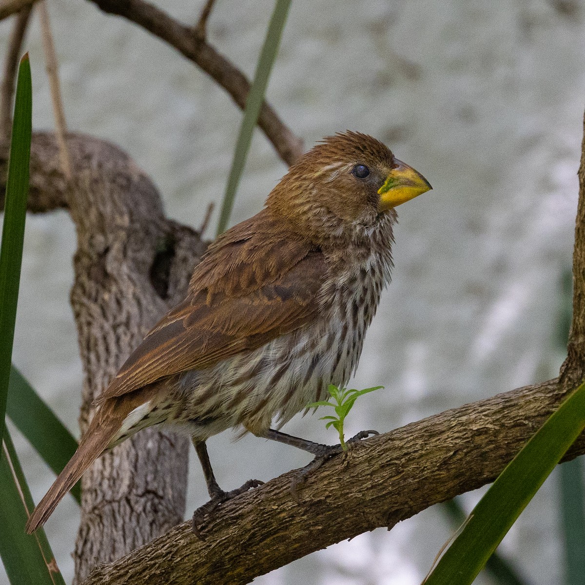 Grosbeak Weaver - ML612828609