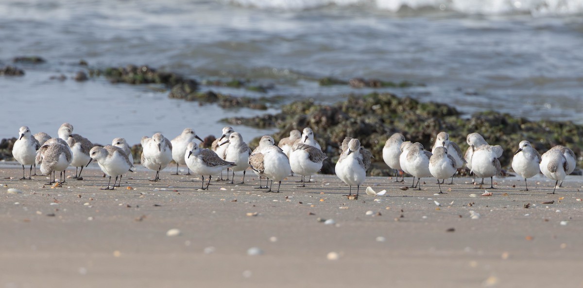 Sanderling - ML612828632