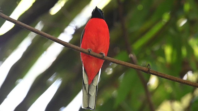 trogon šarlatový - ML612828650