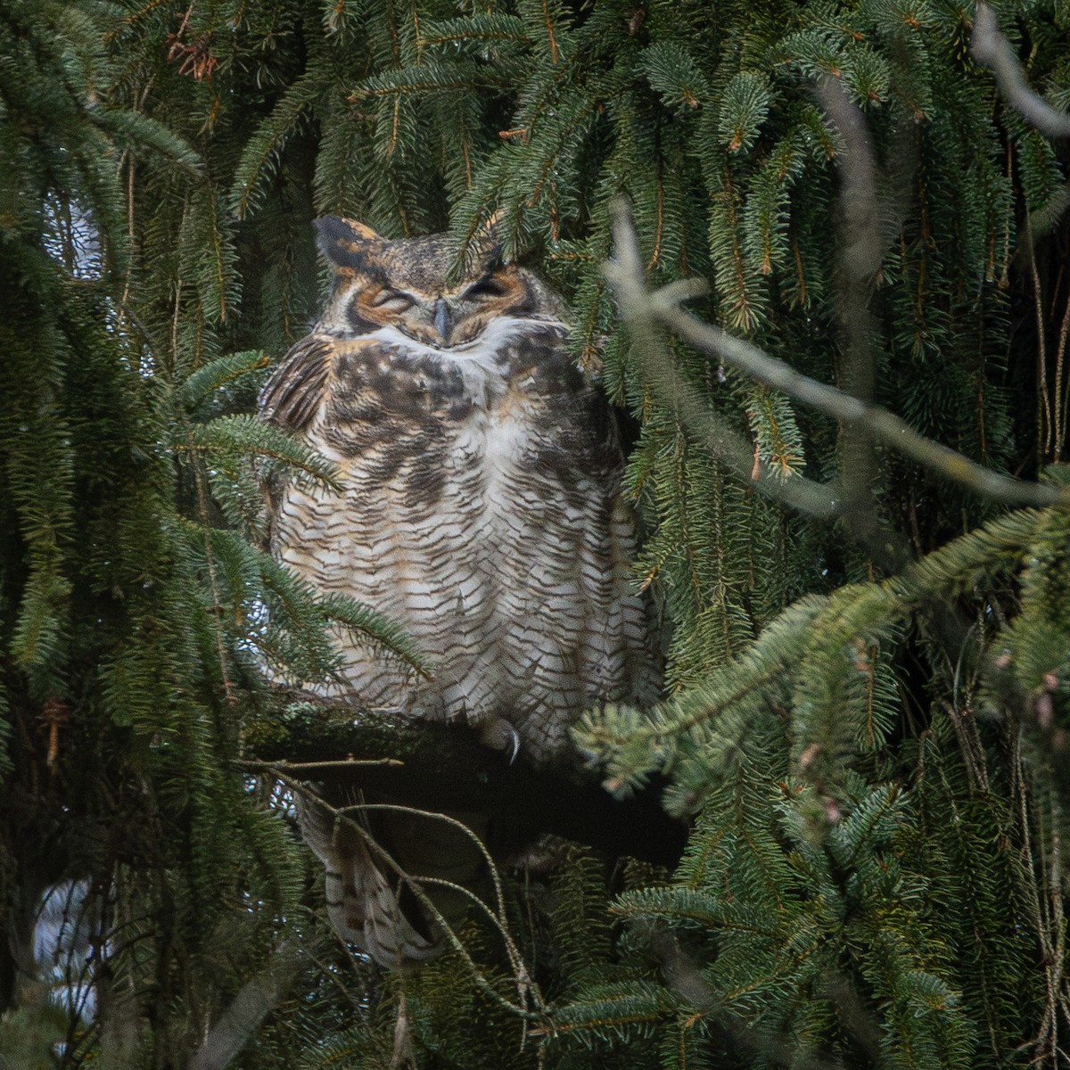 Great Horned Owl - ML612828716