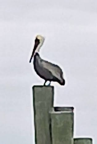 Brown Pelican - ML612828727