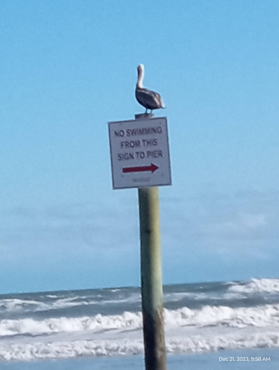 Brown Pelican - ML612828729