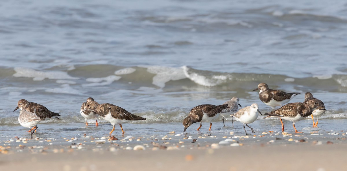 Ruddy Turnstone - ML612828741