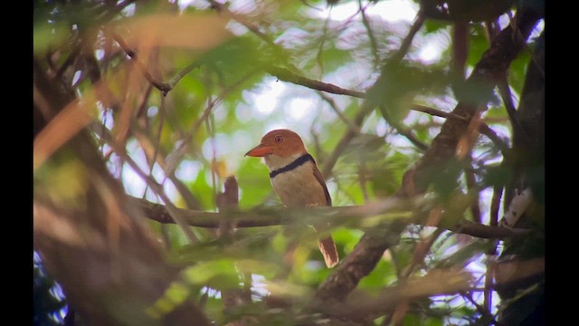 Collared Puffbird - ML612828824