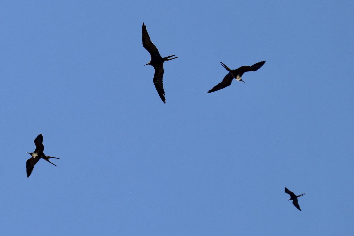 Magnificent Frigatebird - ML612828893