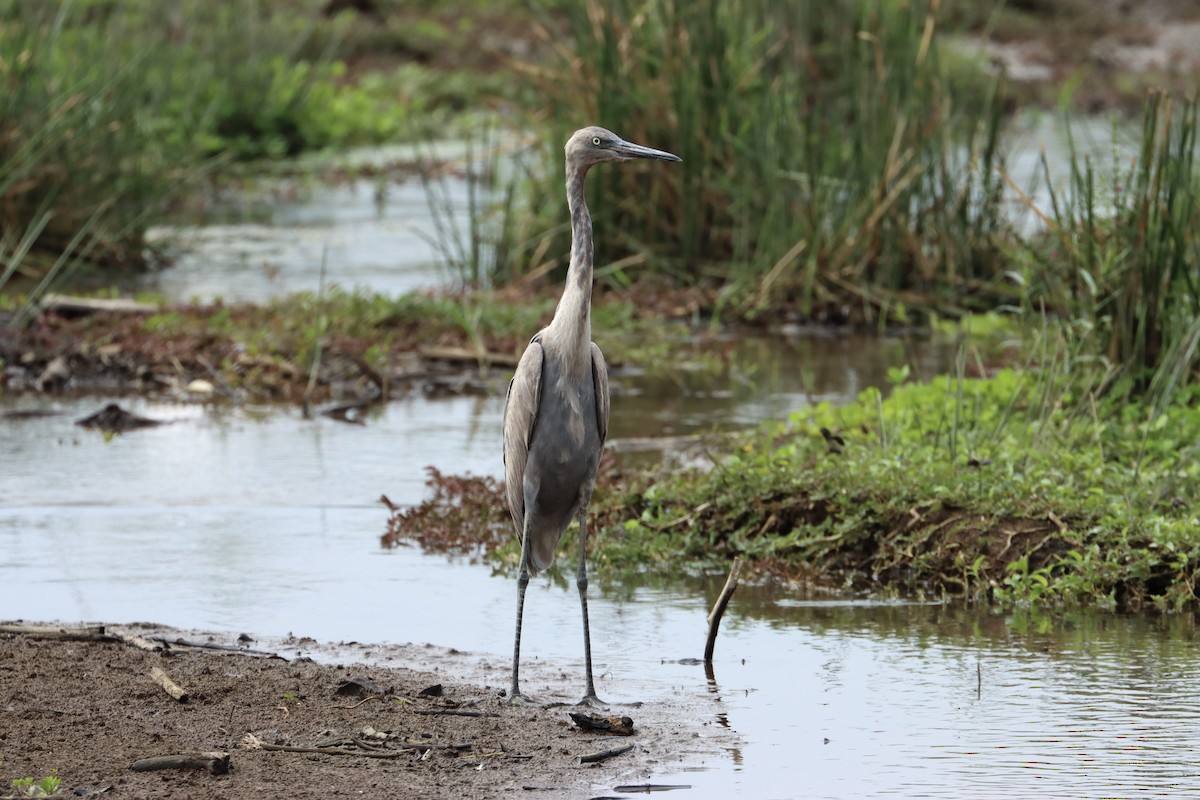 Reddish Egret - ML612828899