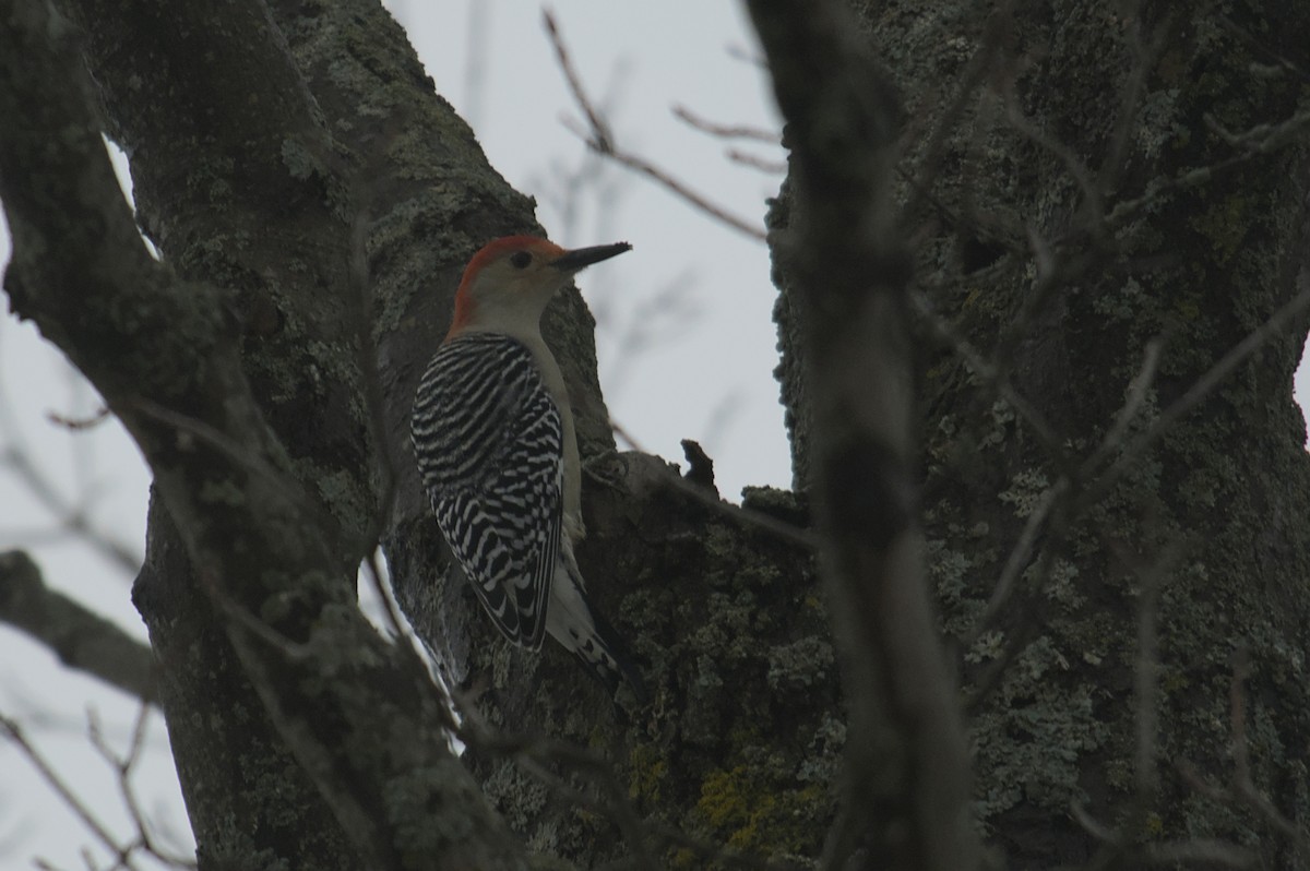 Red-bellied Woodpecker - ML612828901