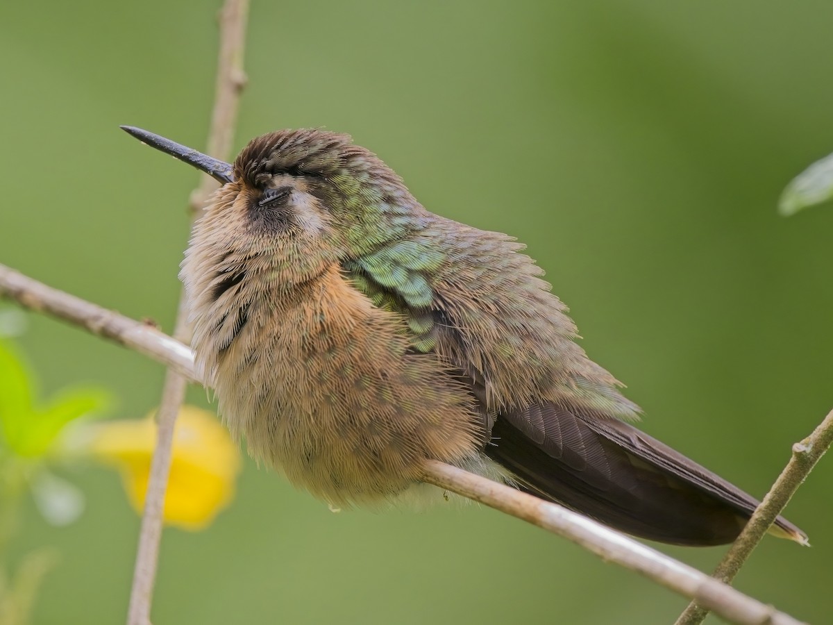 Speckled Hummingbird - Chris Allen
