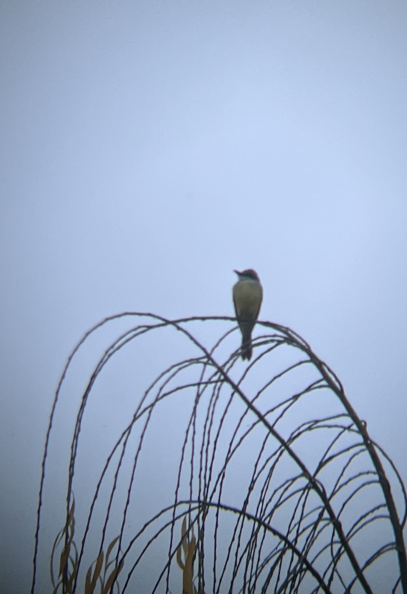 Tropical Kingbird - Adam Kucharek