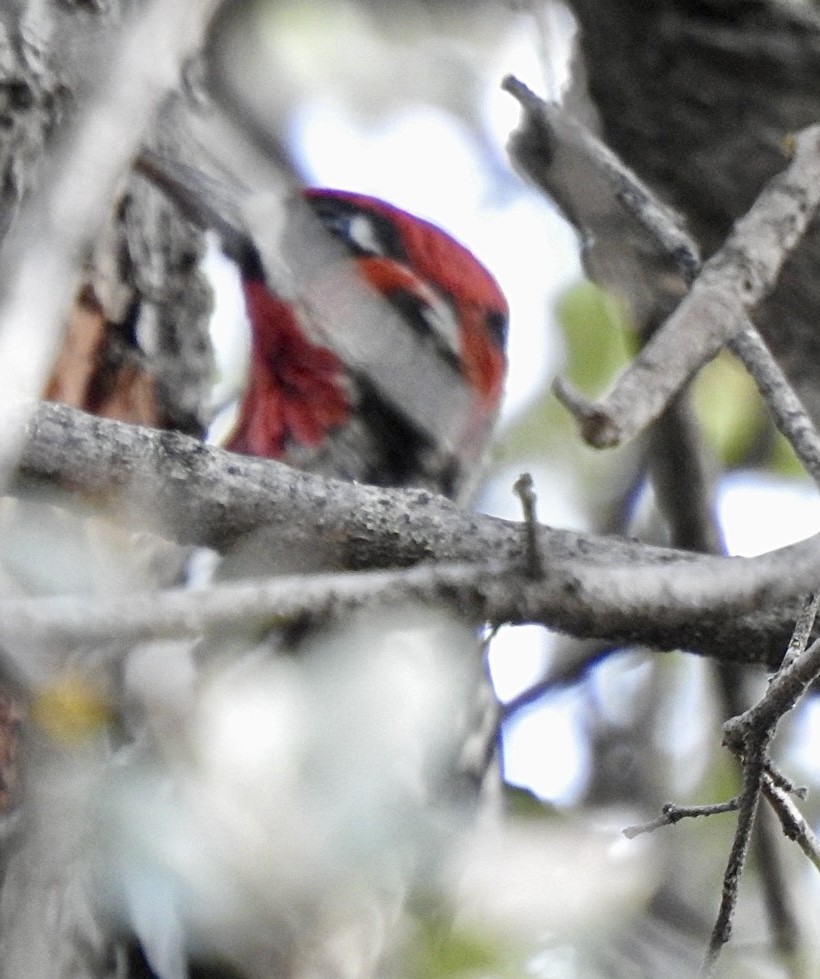 Red-naped x Red-breasted Sapsucker (hybrid) - Brian Ison